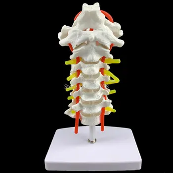 אדם אנטומי דגם חוליה בצוואר מודל עמוד השדרה הצווארי עם הצוואר עורק העורפית עצם דיסק, עצב דגם 18 x 13 x 8cm