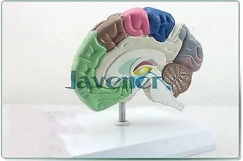 אדם אנטומי חצי של תפקוד המוח אנטומיה המודל הרפואי מקצועי