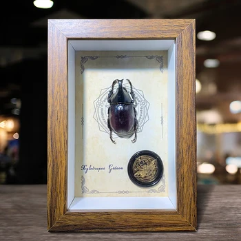 אמיתי חרקים פחלוץ ציור דקורטיבי לקישוט הבית לקישוט לשולחן חלול תמונה תלת-מימדית מסגרת מתנה מיוחדת.