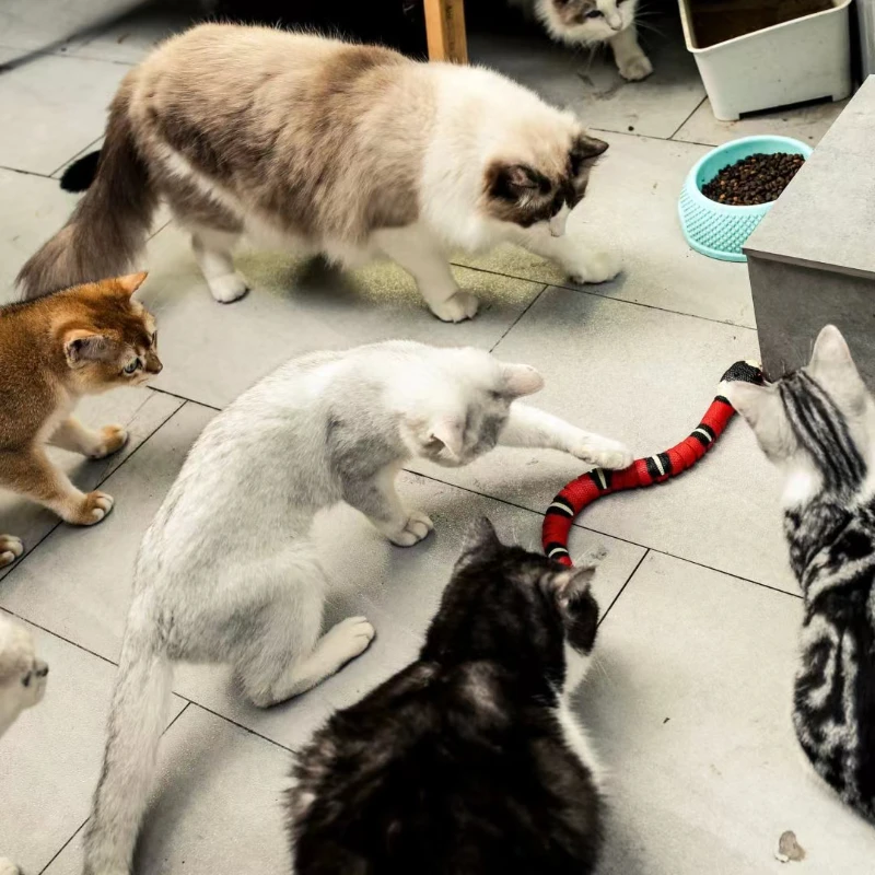 צעצועים אינטראקטיביים עבור חתולים חתול צעצועים חכמים חש הנחש חשמלי USB לטעינה חתול אביזרים עבור חיות מחמד כלבים לשחק את המשחק צעצוע - 5